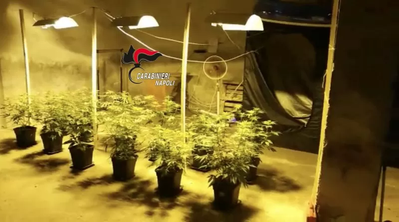 serra-marijuana-casoria-arresto-2-luglio