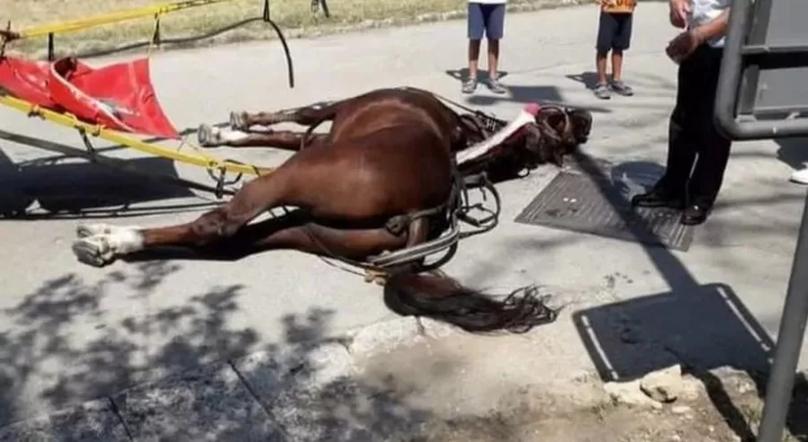 cavallo-morto-reggia-caserta-anagrafe-microchip-mistero