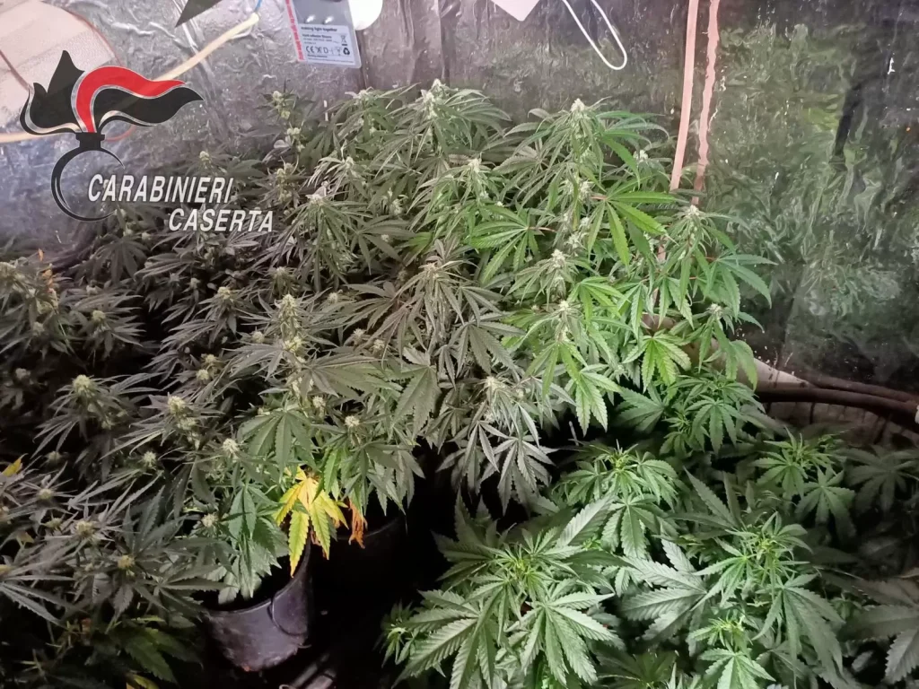 cervino-piantagione-200-marijuana-arrestati