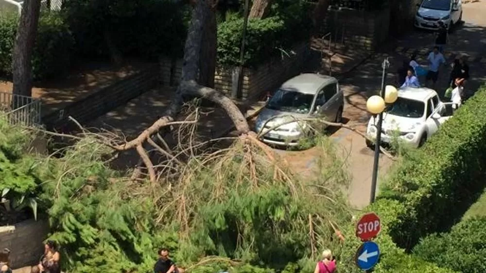cellole-albero-crolla