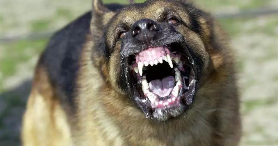 donna-azzannata-cane-san-felice-cancello-10-agosto