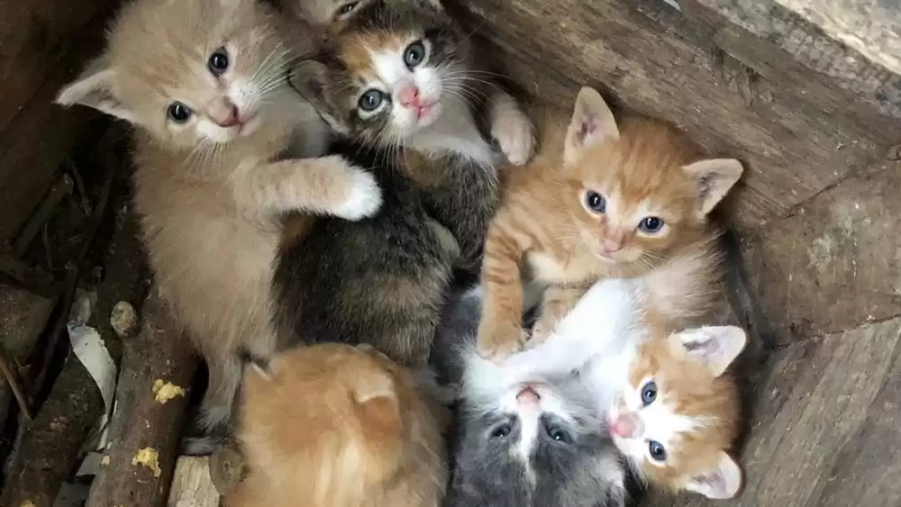gatti-rifiuti-vairano-via-napoli