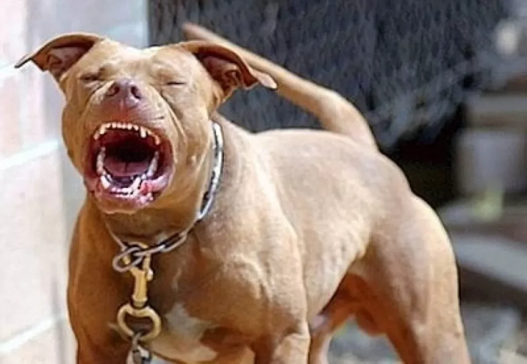 bacoli-pitbull-attacca-gatto-randagio-18-agosto