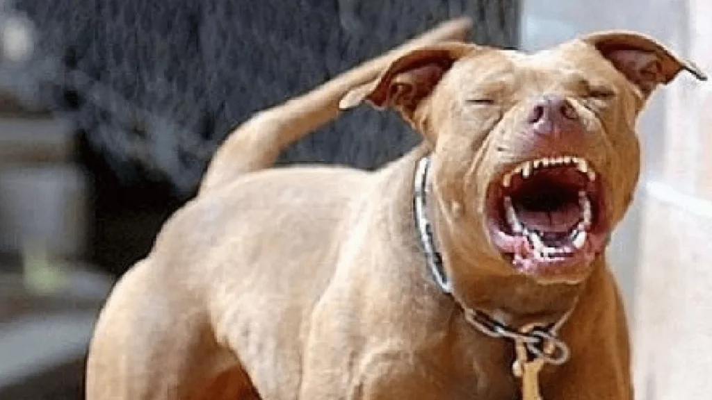 calvi-risorta-donna-azzannata-volto-cane