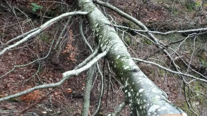 maltempo-avellino-sradicato-albero-25-settembre