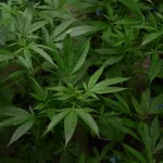operazione-antidroga-giugliano-quarto-sequestro-serre-marijuana