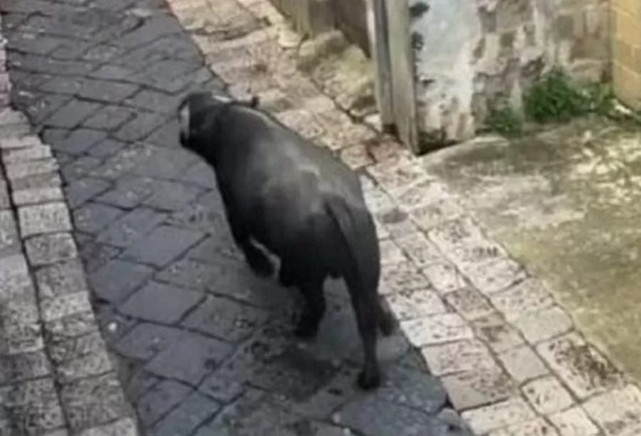 toro-pignataro-maggiore-ucciso-carabinieri