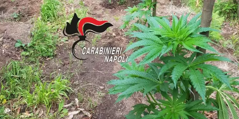 boscoreale-piantagione-cannabis-area-demaniale-5-arresti