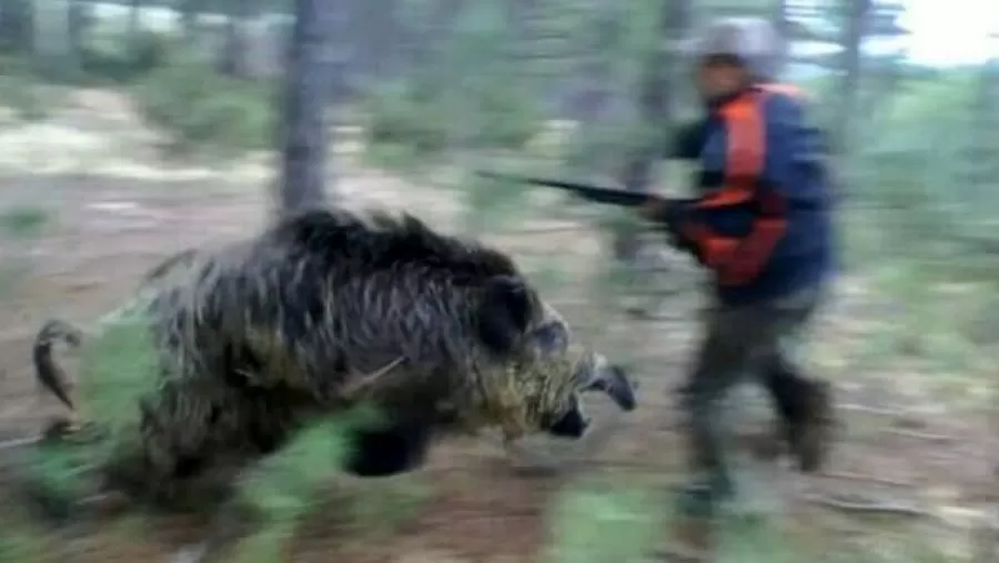 giovane-aggredito-cinghiale-tora-piccilli-ferito