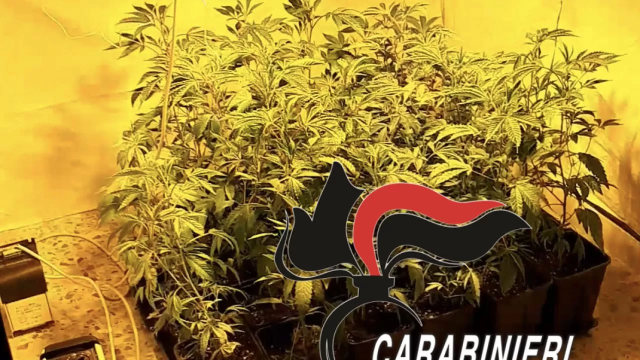 scampia-coltivazione-marijuana-stanzino-arrestato-36enne