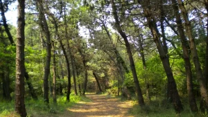 eboli-tagliarono-alberi-bonifica-pineta-processo