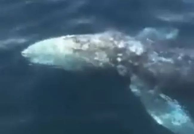 sorrento-balena-grigia-secondo-cetaceo-golfo-napoli