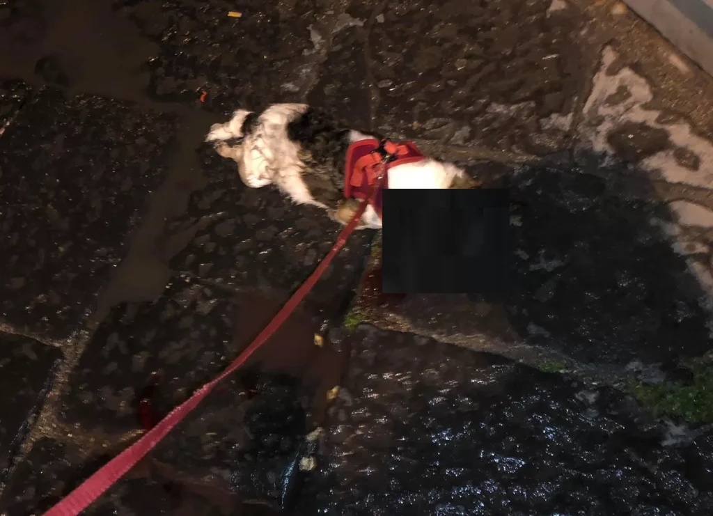 maddaloni-travolto-ucciso-cane-bambino-autistico
