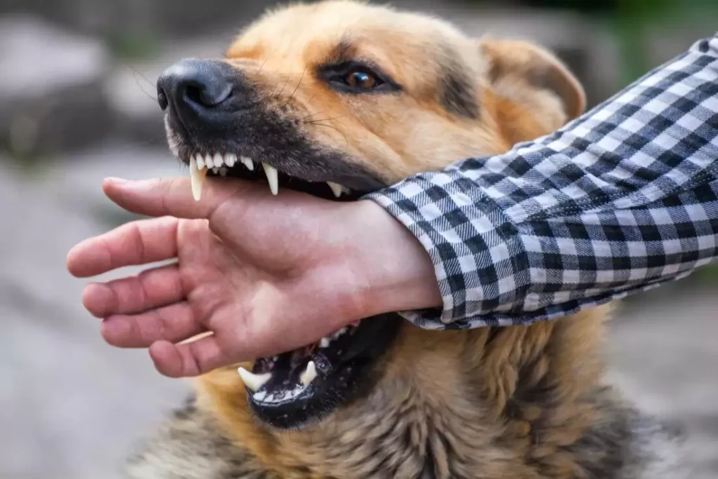 san-felice-cancello-ragazzo-aggredito-cane