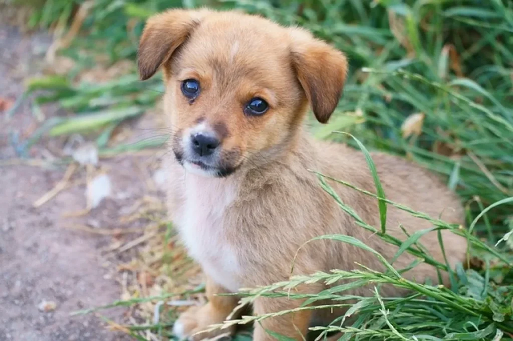 san-giorgio-sannio-arrestato-cani-abbandonato