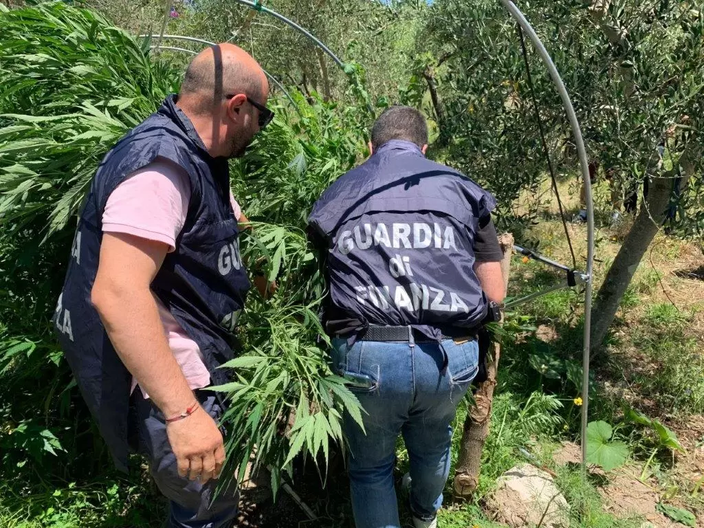 sequestro-piante-cannabis-teano-arrestato-chi-e-nome
