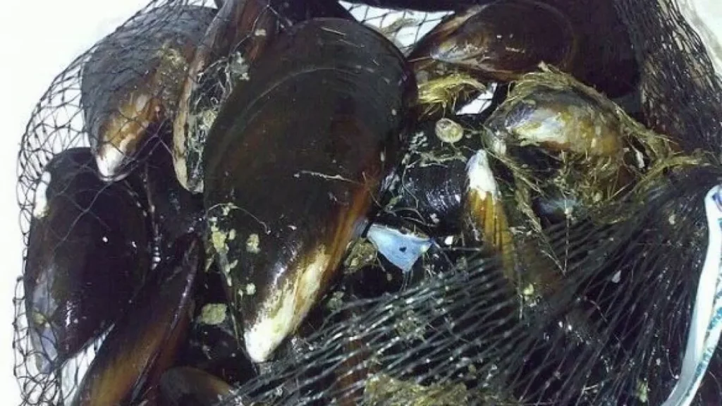 sequestrati-molluschi-illegali-asl-napoli-1-centro-18-luglio
