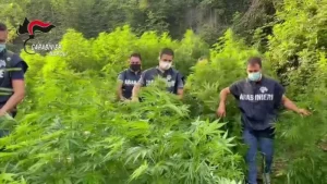 coltivazione-marijuana-parco-archeologico-pompei