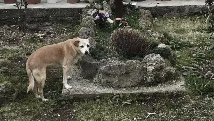 premio-memoria-cagnetta-tomba-padrone