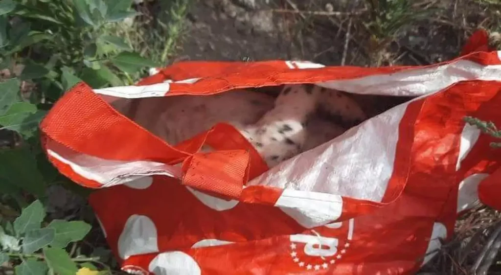 cagnolino gettato rifiuti