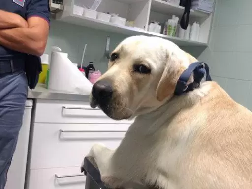 telese polizia salva labrador