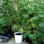 acerra-coltivazione-marijuana-casa-arresti