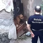 napoli cane abbandonato