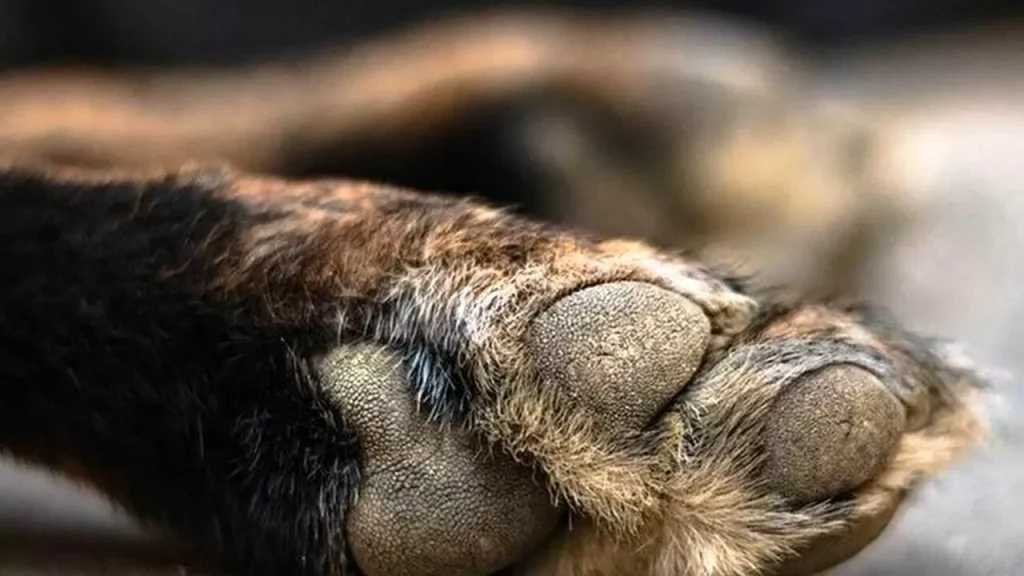 CASAL DI PRINCIPE CAGNOLINA UCCISA