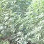 marijuana casa
