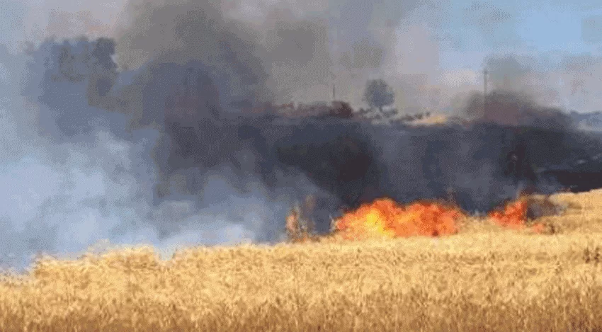 incendio-campi-grano
