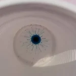 medusa-porpita