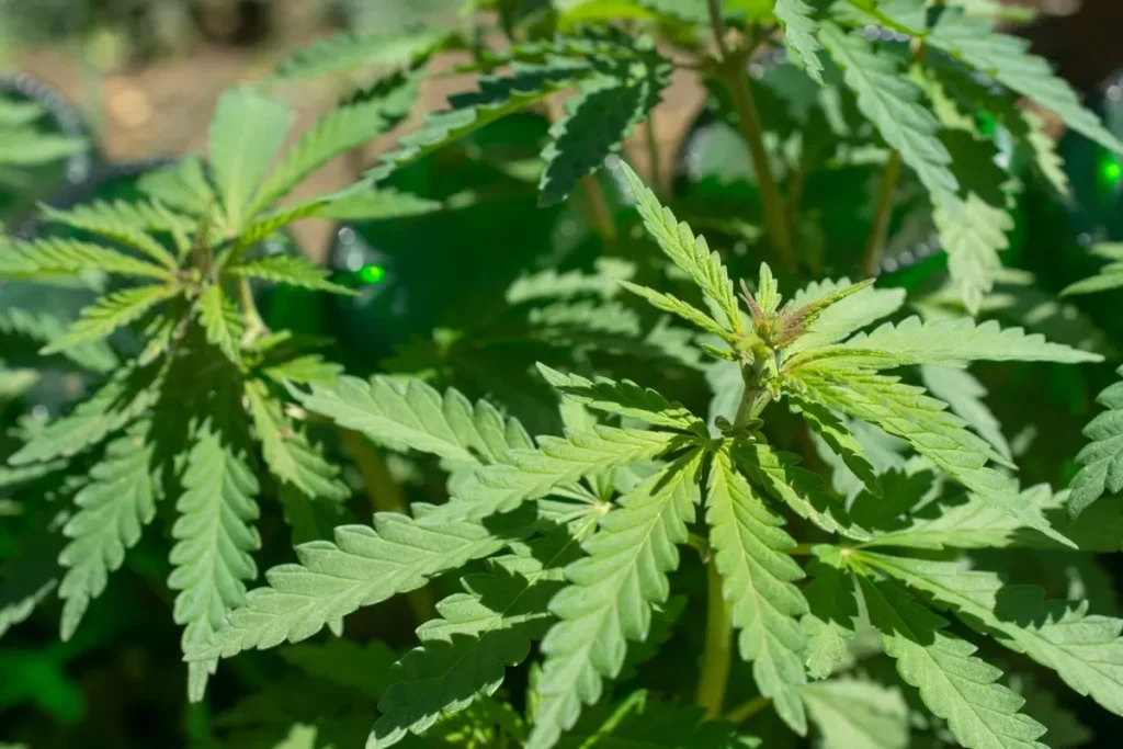 montoro-coltivano-marijuana-denunciati-20enni