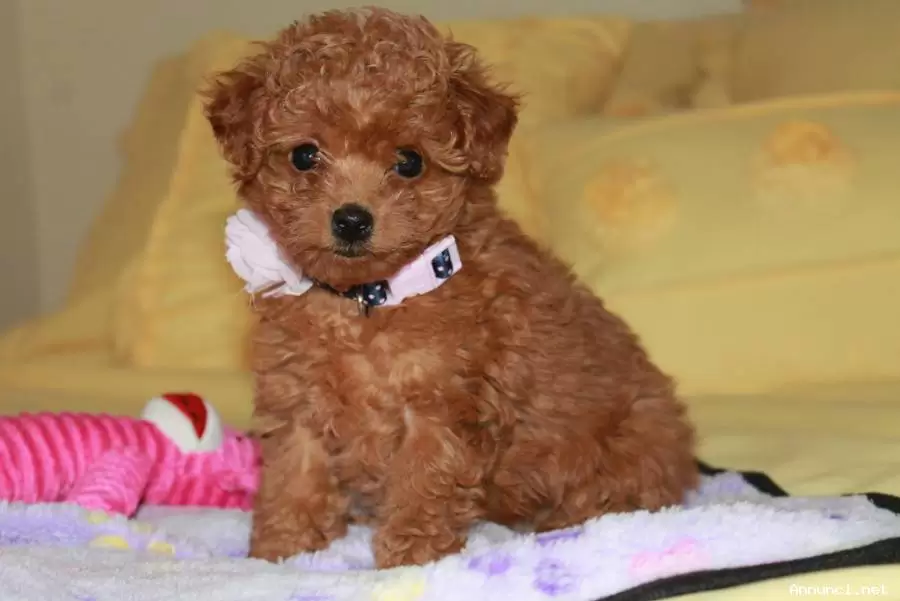 cane-comprato-internet-bisaccia-truffa