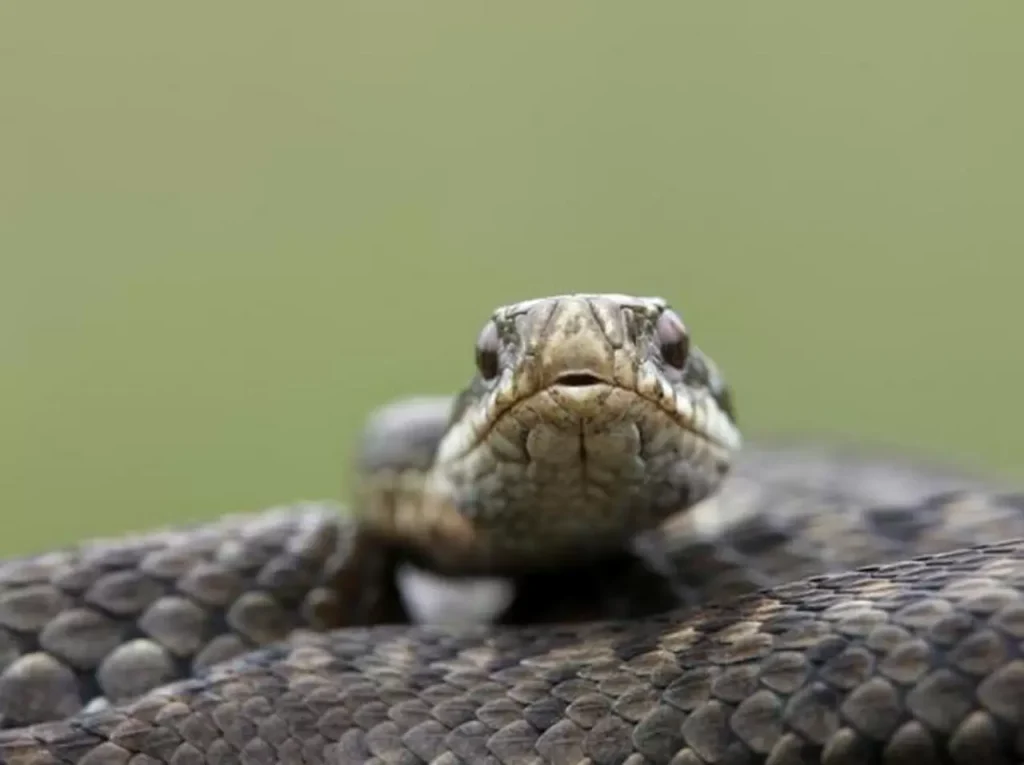 Eboli, anche una vipera in fila per il vaccino