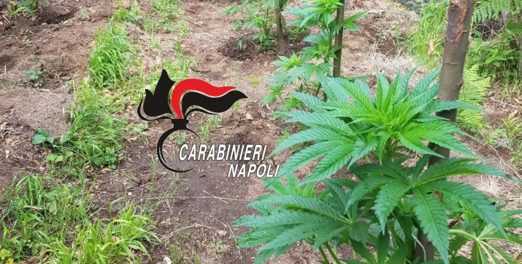 castellammare cannabis