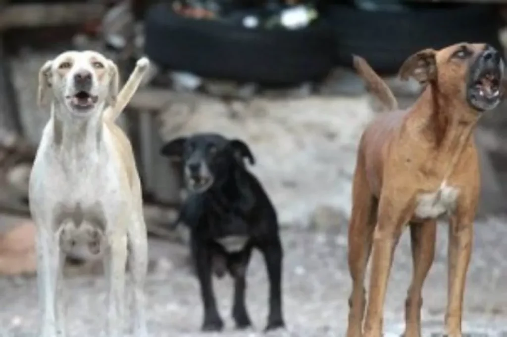 carinaro-bambino-azzannato-cane-randagio