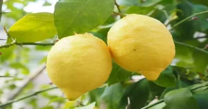 caserta-avvocato-ferito-limone-cosa-successo