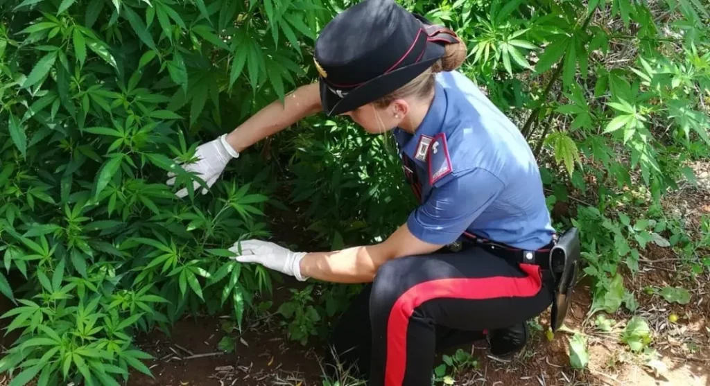 marijuana azienda bufalina
