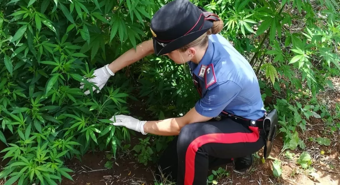 marijuana azienda bufalina