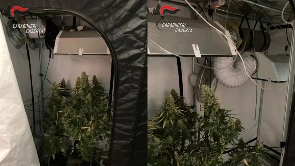 vitulazio-scoperta-serra-coltivare-marijuana-arrestato