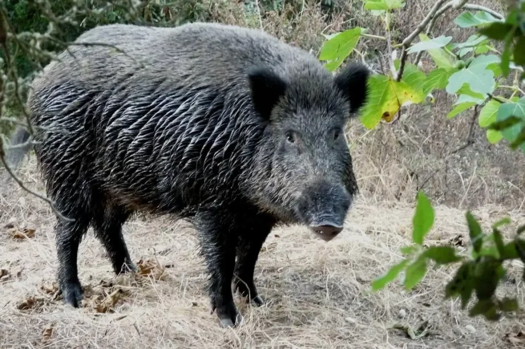scambia amico cinghiale spara