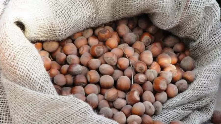 picchiato-rubato-nocciole-avellino-martello