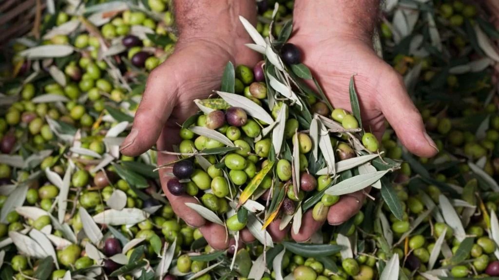 raccolta-olive-forchia-riprende-incendio-tossico-airola