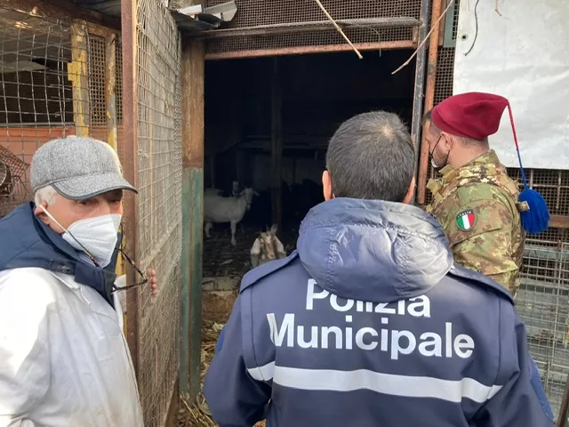 scampia sequestro allevamento abusivo animali 29 dicembre