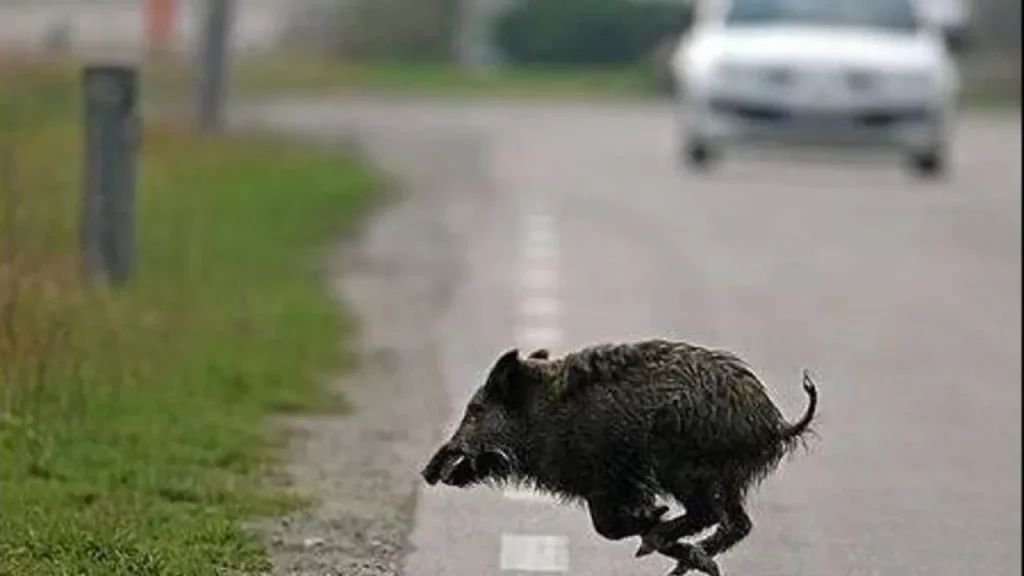 incidente cilentana cinghiale
