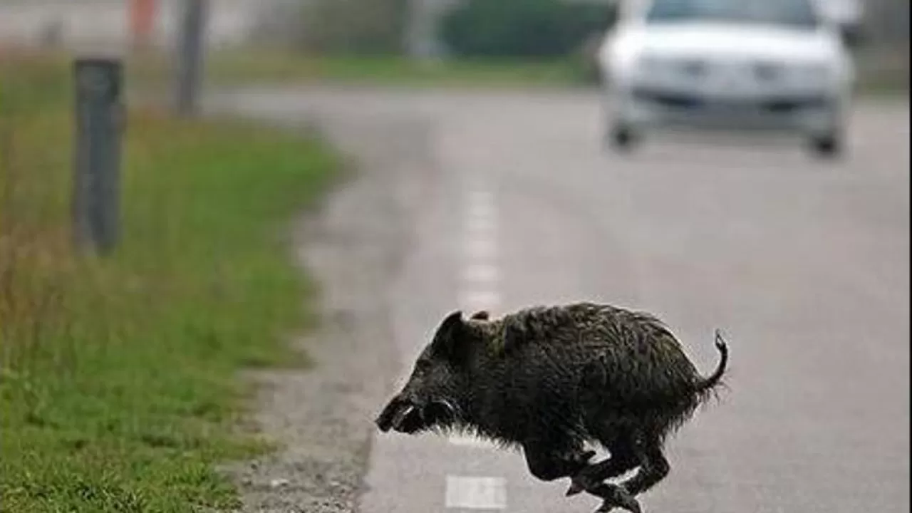 incidente cilentana cinghiale