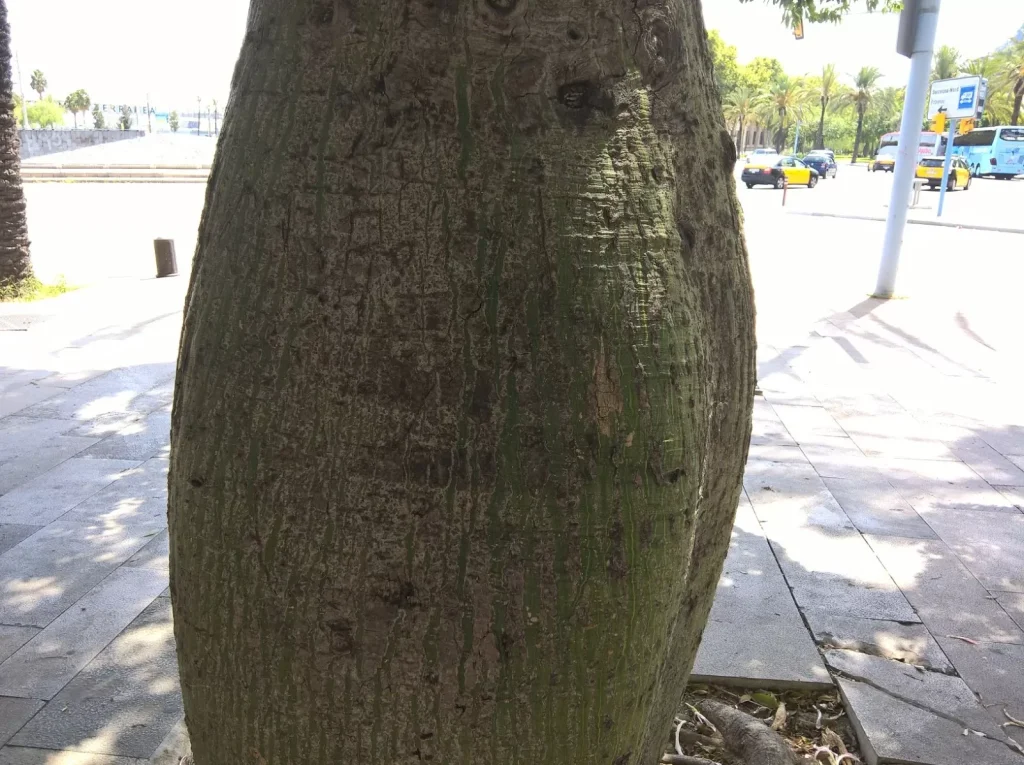 nasconde droga tronco albero