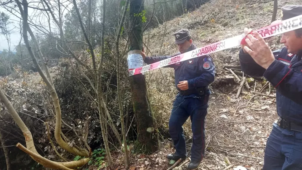 mondragone tagliano legna bosco