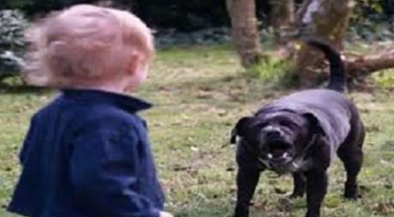 Grottaminarda bimbo azzannato rottweiler