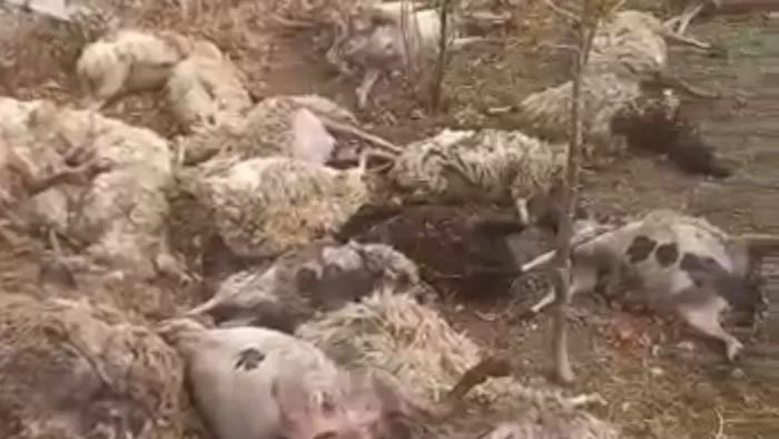 strage pecore mercogliano